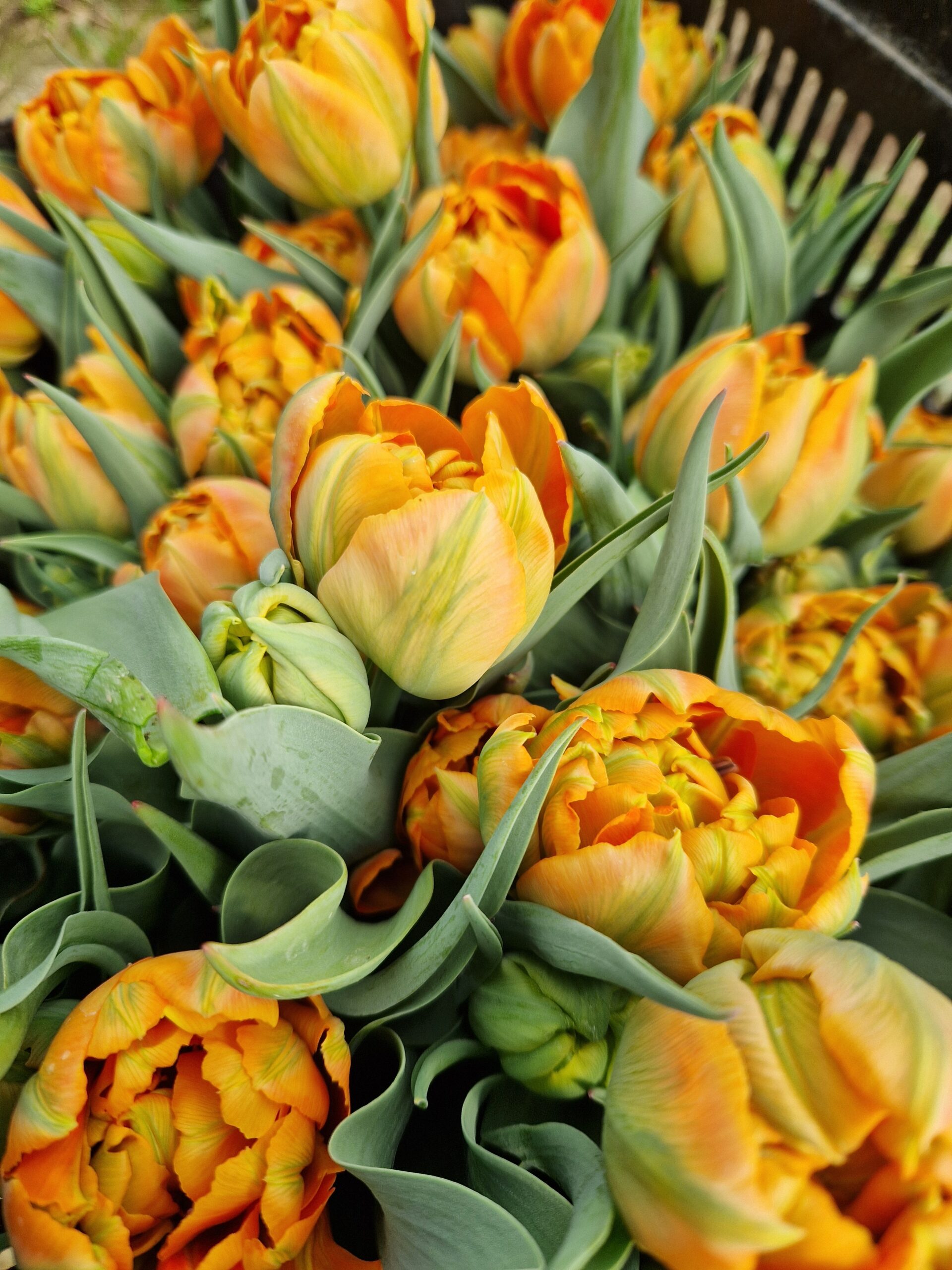 Erste Tulpen erwachen