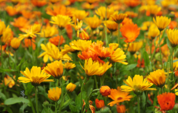 Ringelblumen blühen in Goldach